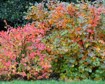 7 Underused Shrubs and Perennials to Plant in October for Extraordinary Fall Color that Lasts into Winter 7 Underused Shrubs and Perennials to Plant in October for Extraordinary Fall Color that Lasts into Winter
