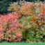 7 Underused Shrubs and Perennials to Plant in October for Extraordinary Fall Color that Lasts into Winter