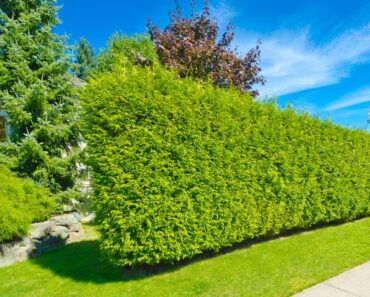 Amanda Seyfried’s Home Has the Ultimate Privacy Planting Solution – Copy It for a Secluded Backyard Amanda Seyfried’s Home Has the Ultimate Privacy Planting Solution – Copy It for a Secluded Backyard