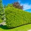 Amanda Seyfried’s Home Has the Ultimate Privacy Planting Solution – Copy It for a Secluded Backyard