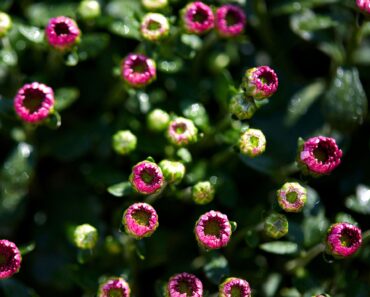 Are Your Mums Dropping Buds Before They Flower? Try This Easy “Bottoms Up” Trick to Save Your Fall Blooms Are Your Mums Dropping Buds Before They Flower? Try This Easy “Bottoms Up” Trick to Save Your Fall Blooms