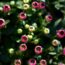 Are Your Mums Dropping Buds Before They Flower? Try This Easy “Bottoms Up” Trick to Save Your Fall Blooms