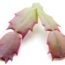 Christmas Cactus Dropping Leaves? Wave Goodbye to Holiday Flowers if You Don’t Do This Fast Fix