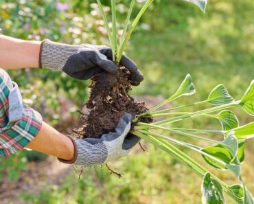 Divide These 8 Perennials in October – It’s the Easiest Way to Make More of Your Favorite Plants for Free Divide These 8 Perennials in October – It’s the Easiest Way to Make More of Your Favorite Plants for Free