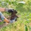 Divide These 8 Perennials in October – It’s the Easiest Way to Make More of Your Favorite Plants for Free