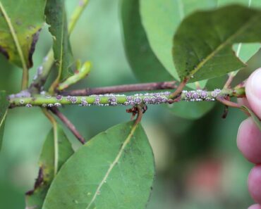 Don’t Bring Scale Insects Indoors This Fall – How to Stop Them Before They Infest Your Houseplants Don’t Bring Scale Insects Indoors This Fall – How to Stop Them Before They Infest Your Houseplants