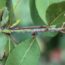 Don’t Bring Scale Insects Indoors This Fall – How to Stop Them Before They Infest Your Houseplants