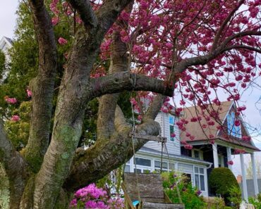 Don’t Cut Down That Tree Yet – It Could Be Legally Protected, Even if It’s on Your Own Property Don’t Cut Down That Tree Yet – It Could Be Legally Protected, Even if It’s on Your Own Property