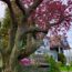 Don’t Cut Down That Tree Yet – It Could Be Legally Protected, Even if It’s on Your Own Property