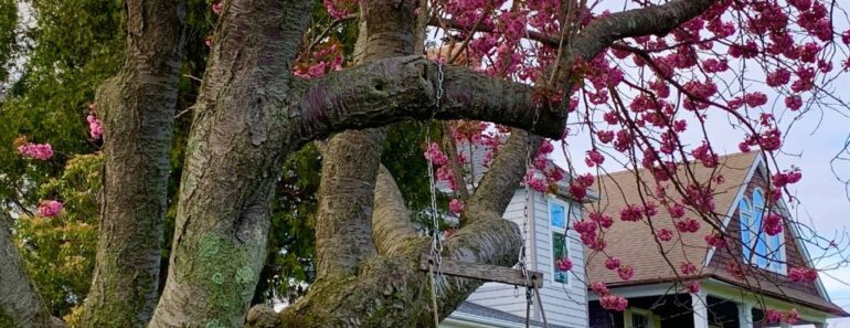 Don’t Cut Down That Tree Yet – It Could Be Legally Protected, Even if It’s on Your Own Property