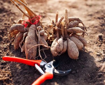 Don’t Leave These 7 Bulbs and Tubers in the Ground Over Winter – Lift Them Now Before Your Soil Freezes