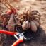 Don’t Leave These 7 Bulbs and Tubers in the Ground Over Winter – Lift Them Now Before Your Soil Freezes
