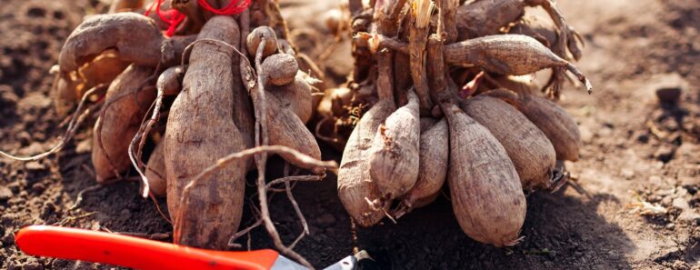 Don’t Leave These 7 Bulbs and Tubers in the Ground Over Winter – Lift Them Now Before Your Soil Freezes Don’t Leave These 7 Bulbs and Tubers in the Ground Over Winter – Lift Them Now Before Your Soil Freezes