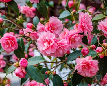 Every Garden Needs One Plant That Makes It Feel More Private – These 7 Beauties Give You Year-Round Cover Every Garden Needs One Plant That Makes It Feel More Private – These 7 Beauties Give You Year-Round Cover