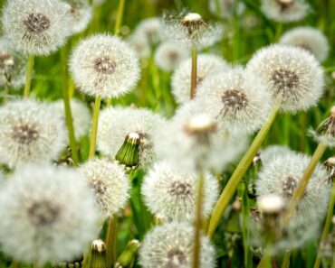 Fall Is the Best Time to Eliminate Weeds – Tackle These 6 Easy Jobs Now for Less Work in Spring