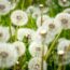 Fall Is the Best Time to Eliminate Weeds – Tackle These 6 Easy Jobs Now for Less Work in Spring