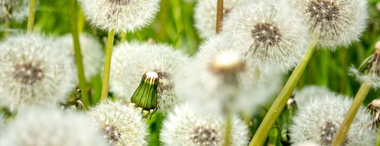 Fall Is the Best Time to Eliminate Weeds – Tackle These 6 Easy Jobs Now for Less Work in Spring Fall Is the Best Time to Eliminate Weeds – Tackle These 6 Easy Jobs Now for Less Work in Spring