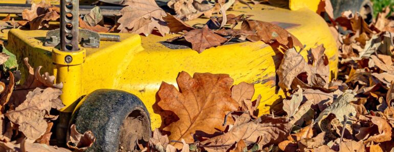 Fallen Leaves Aren’t Just for Mulch – These 7 Clever Uses Save Money and Improve Your Garden Fallen Leaves Aren’t Just for Mulch – These 7 Clever Uses Save Money and Improve Your Garden