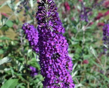 Forget Butterfly Bush – This Beautiful Swap Is Non-Invasive And Wildlife Loves It Even More Forget Butterfly Bush – This Beautiful Swap Is Non-Invasive And Wildlife Loves It Even More