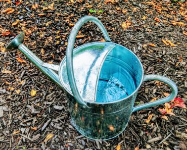 Garden Mythbusters: Is Fall Rain Enough for Newly Planted Shrubs and Trees? The Truth About Watering