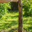 Garden Mythbusters: Should You Seal Tree Wounds After Pruning or Storm Damage? How to Help Them Heal