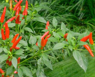 Grow a Bonchi Pepper Tree This Fall – Give Your Peppers a Second Life as a Unique Indoor Bonsai Grow a Bonchi Pepper Tree This Fall – Give Your Peppers a Second Life as a Unique Indoor Bonsai