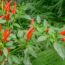 Grow a Bonchi Pepper Tree This Fall – Give Your Peppers a Second Life as a Unique Indoor Bonsai