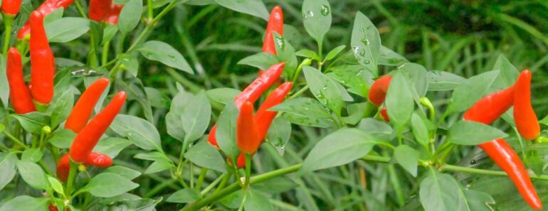 Grow a Bonchi Pepper Tree This Fall – Give Your Peppers a Second Life as a Unique Indoor Bonsai Grow a Bonchi Pepper Tree This Fall – Give Your Peppers a Second Life as a Unique Indoor Bonsai