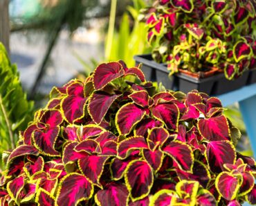 Growing Coleus Indoors This Fall – For Easy Color You Can Overwinter and Propagate for Next Year