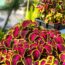 Growing Coleus Indoors This Fall – For Easy Color You Can Overwinter and Propagate for Next Year