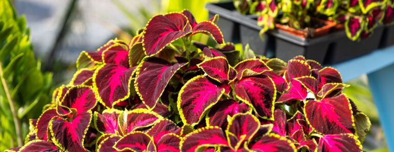 Growing Coleus Indoors This Fall – For Easy Color You Can Overwinter and Propagate for Next Year Growing Coleus Indoors This Fall – For Easy Color You Can Overwinter and Propagate for Next Year
