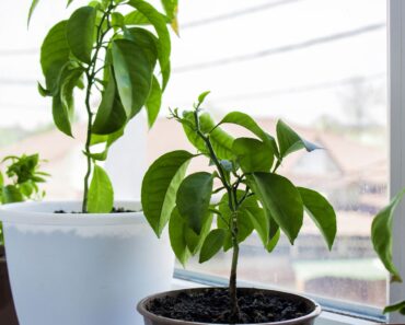 How to Grow Free Plants From Fruit Seeds and Veg Peelings on Your Kitchen Windowsill