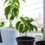 How to Grow Free Plants From Fruit Seeds and Veg Peelings on Your Kitchen Windowsill