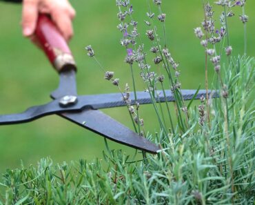 How to Winterize Lavender Plants to Protect Them From Cold and Wet How to Winterize Lavender Plants to Protect Them From Cold and Wet