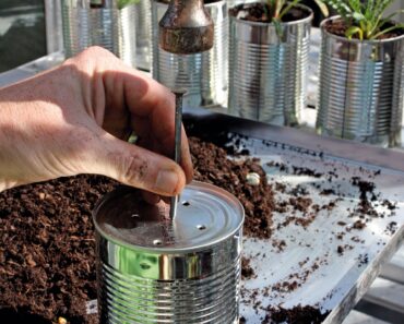 ‘I Always Save Old Tin Cans to Use in My Garden’ – 8 Clever Ways to Turn Trash Into Gardening Gold