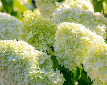 I Managed a Garden Center for Years – and I Know These 6 Plants Give You the Biggest Bang for Your Buck