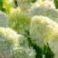I Managed a Garden Center for Years – and I Know These 6 Plants Give You the Biggest Bang for Your Buck