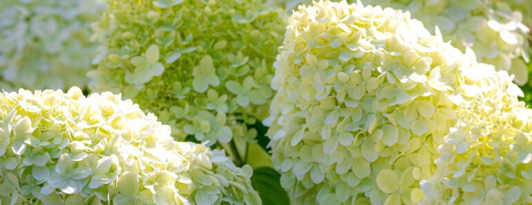 I Managed a Garden Center for Years – and I Know These 6 Plants Give You the Biggest Bang for Your Buck