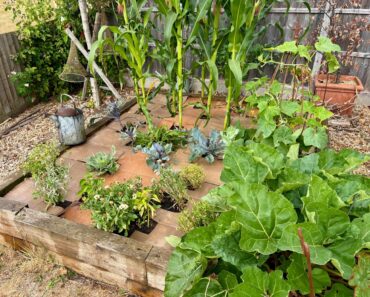 I Mulched my Veggie Bed With Cardboard and Enjoyed a Bumper Harvest – So Yes, it Does Work I Mulched my Veggie Bed With Cardboard and Enjoyed a Bumper Harvest – So Yes, it Does Work