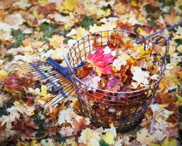 I Never Buy Mulch – These 6 Free Materials From Fall Yard Cleanup Protect Plants All Winter