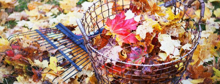 I Never Buy Mulch – These 6 Free Materials From Fall Yard Cleanup Protect Plants All Winter