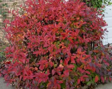 Instead of Burning Bush, Grow This Native Shrub Instead – It Has Gorgeous Fall Color And Supports Wildlife
