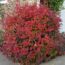 Instead of Burning Bush, Grow This Native Shrub Instead – It Has Gorgeous Fall Color And Supports Wildlife