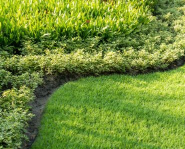 Is Your Grass Seed Taking Too Long to Sprout? Here Are 3 Ways to Speed Things Up Is Your Grass Seed Taking Too Long to Sprout? Here Are 3 Ways to Speed Things Up