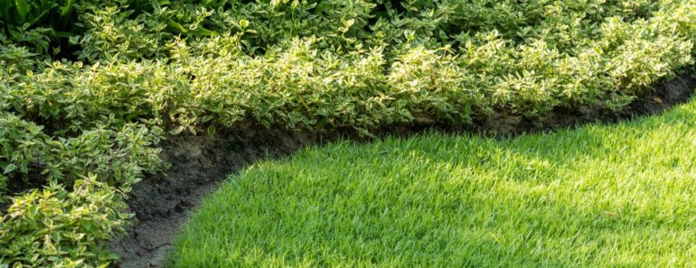 Is Your Grass Seed Taking Too Long to Sprout? Here Are 3 Ways to Speed Things Up Is Your Grass Seed Taking Too Long to Sprout? Here Are 3 Ways to Speed Things Up