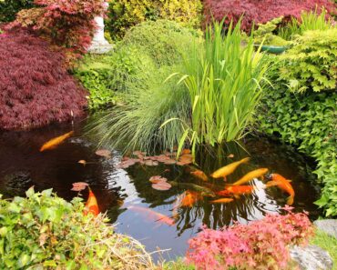 Jennifer Aniston’s Koi Pond Is the Dreamy Garden Luxury You Can Copy on a Small Scale – Fish Optional