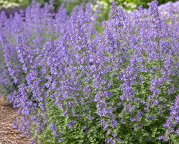 Jerry Hall’s All-Purple Garden Is One Of The Prettiest We’ve Seen – Here’s Why It Works So Well Jerry Hall’s All-Purple Garden Is One Of The Prettiest We’ve Seen – Here’s Why It Works So Well