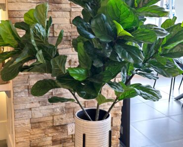 Kristin Davis Named Her Fiddle Leaf Fig After Theo James – And Like Its Namesake, It’s Having A Moment Kristin Davis Named Her Fiddle Leaf Fig After Theo James – And Like Its Namesake, It’s Having A Moment