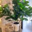 Kristin Davis Named Her Fiddle Leaf Fig After Theo James – And Like Its Namesake, It’s Having A Moment