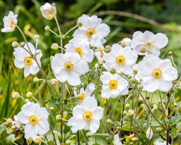 My Neighbor’s Garden Looks Even Better Now Than It Did All Summer – And It’s All Thanks To One Flower